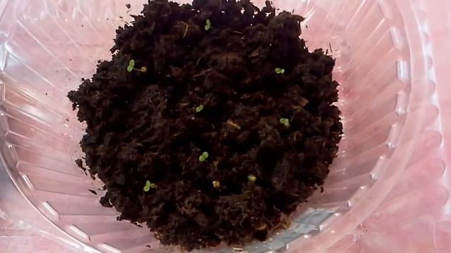 Петуния.часть 2:обзор тепличек с семенами. смотреть онлайн