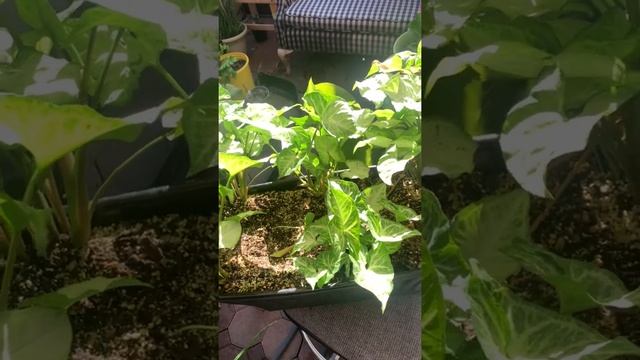 $6 Syngonium White Butterfly Update