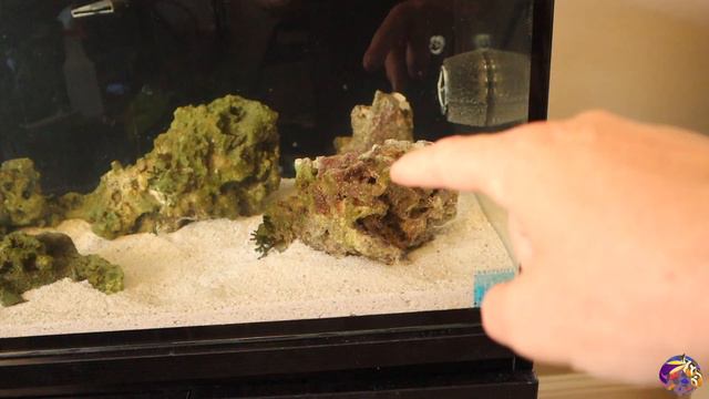 New Aquascape for the Lagoon!