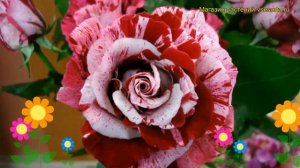 Роза чайно-гибридная Кразy Оне. Краткий обзор, описание характеристик, где купить Crazy One