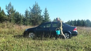 Сбор гриба рыжик в сосновых зарослях. Заготовка на зиму соленых грибов.