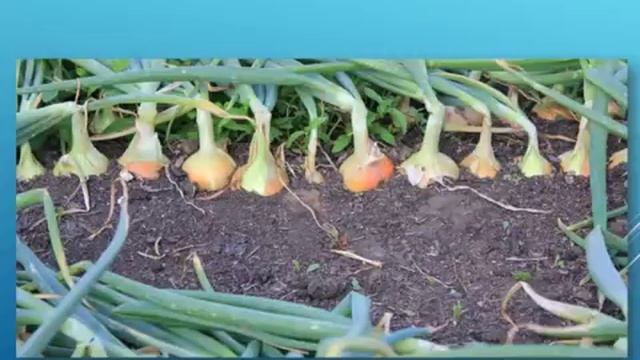 Выращивание лука и чеснока методами природного земледелия смотреть онлайн