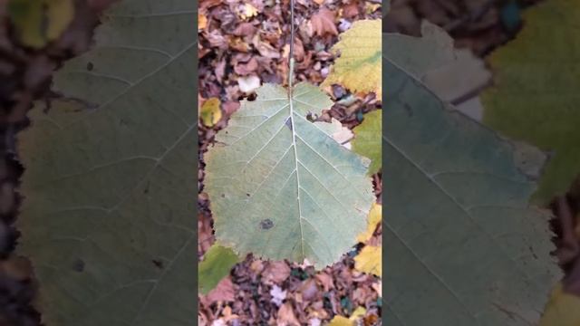 Common Hazel (Corylus avellana) - underside of leaves close up - December 2017