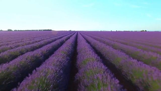 МАГИЧЕСКИЕ СВОЙСТВА ЛАВАНДЫ