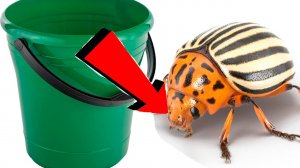 Как быстро избавиться от колорадского жука за 3 минуты