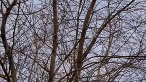 Простой скворечник своими руками. Нужна ли жердочка и другие секреты идеального скворечника.