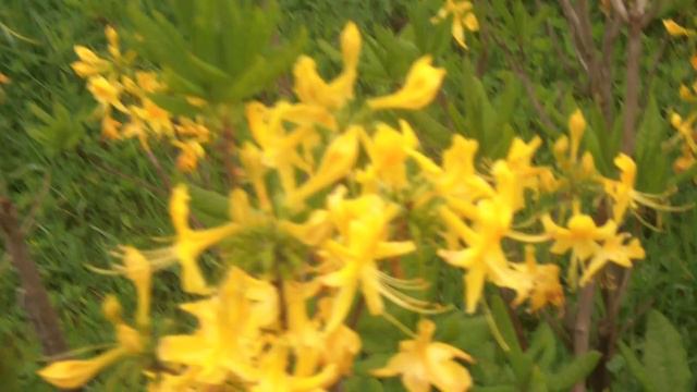 ЦВЕТЕНИЕ РОДОДЕНДРОНА ЧЕЧНЯ (Шаройское направление) смотреть онлайн