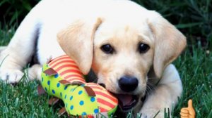 Милые сабачки вторая часть