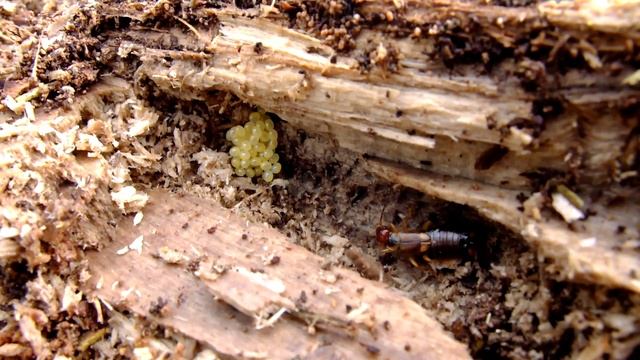 Forficula auricularia - Gemeiner Ohrwurm / Common Earwig смотреть онлайн