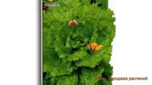 Салат обыкновенный Кучерявец Одесский Полукочанный ? обзор: как сажать, семена салата