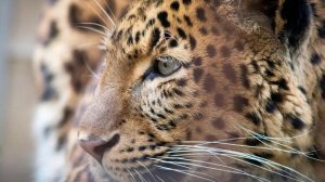 К чему снится леопард: значение сна. Сонник Миллера