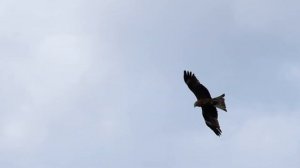 Полет коршуна