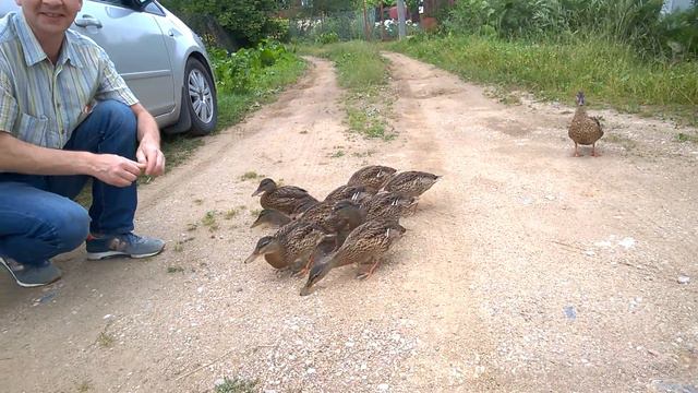 Дача, лето... смотреть онлайн