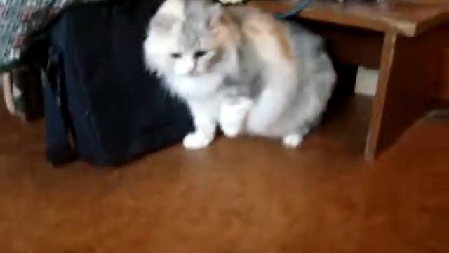 Кошка и швабра)) смотреть онлайн