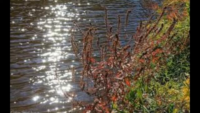 Я бы сказал тебе много хорошего. Автор: В. Вихорев , исп.: Т. Рехельс смотреть онлайн