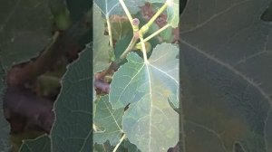 Что за хрень с листьями инжира и почему их крутит?