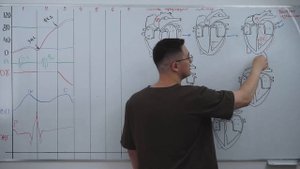 Сердечный цикл от А до Я