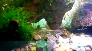 Карликовая лягушка. Побег из аквариума