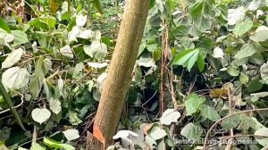 At risk of collapsing, cut down a hibiscus tree tilted in a cage, MAESTRO