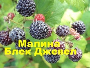 Малина Блэк Джевел