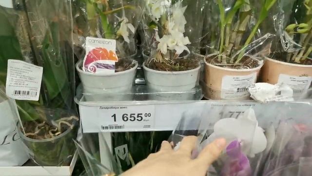 Леруа:ЗАВОЗ ОРХИДЕЙ, 15.06.23,ТЦ "Космопорт", Самара, ул. Дыбенко, 30. смотреть онлайн