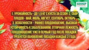 Сорта клубники для выращивания на подоконнике и балконе
