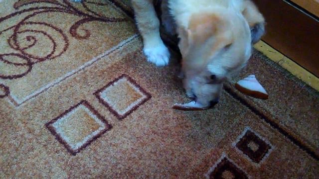 Щенок Шарик смотреть онлайн