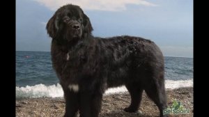 тотем собака