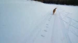 Наша карело-финская лайка на прогулке и дома.