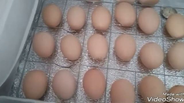 Овоскопирование инкубационного яйца на 15е сутки.