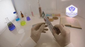 Томат Толстой F1.  Поиск