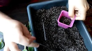 НЕ ДОПУСТИТЕ ТАКОГО! ДВЕ ФИАЛКИ В ГОРШКЕ ВИДЕО УРОК  ПО РАССАЖИВАНИЮ ФИАЛОК!