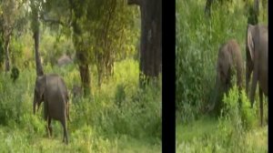 Шри Ланка (10). Национальный парк Яла. Yala National Park of Sri Lanka