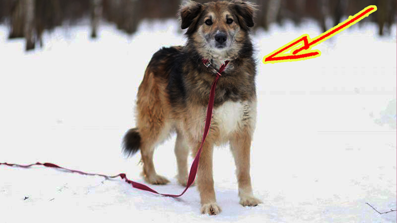 Трогательную собаку 5 лет никто не замечал в приюте ? смотреть онлайн