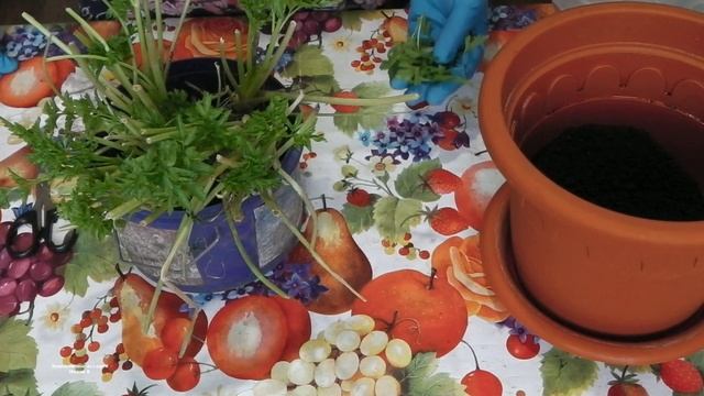 КАК СОХРАНИТЬ ПЕТРУШКУ И ДРУГИЕ ЛИСТОВЫЕ ОВОЩИ ДОЛГО .ПЕТРУШКА КРУГЛЫЙ ГОД смотреть онлайн