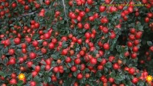 Кизильник шведский Корал Бьюти. Краткий обзор, описание cotoneaster x suesicus Coral Beauty