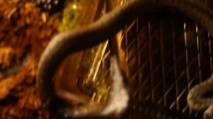 моя гадюка линяет Обыкновенная гадюка (Vipera berus) в террариуме