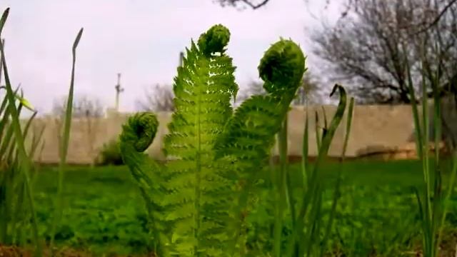 Растения тоже двигаются! смотреть онлайн