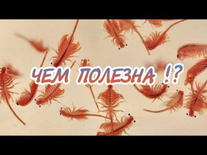 ЧЕМ ПОЛЕЗНА АРТЕМИЯ ДЛЯ АКВАРИУМНЫХ РЫБОК!?