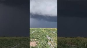 Самый вкусный арбуз Қарбыз өсірудің бас аяғы толық видеосы! Как выращивать арбуз Сорт Каристан!