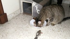 Сколько корма нужно давать коту за один раз