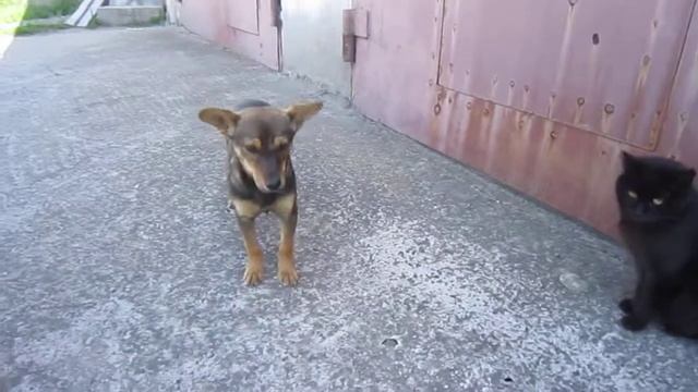 Кормление бездомных животных (Ролик№15) смотреть онлайн