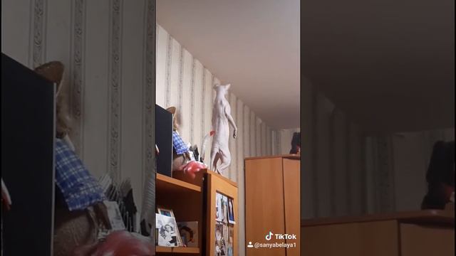 Приколы про животных / сфинксы приколы