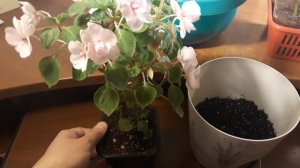 ОСЕННЯЯ ПЕРЕВАЛКА БАЛЬЗАМИНА?/ОСОБЕННОСТИ ЗИМОВКИ/УХОД И ОБРАБОТКИ