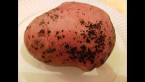 Обзор сорта картофель "Взрывной" (характеристики, свойства, фото)