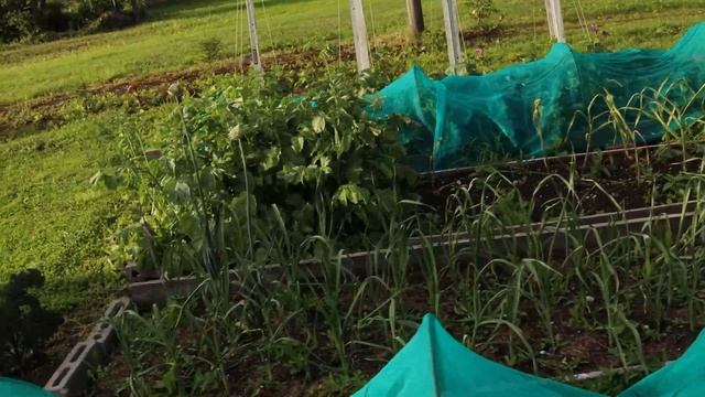 2 гектара | прогулка по участку 15.07. 2022 смотреть онлайн