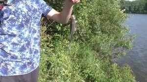 Рыбалка . Ловля толстолоба на две разные снасти . Рецепт каши. My fishing
