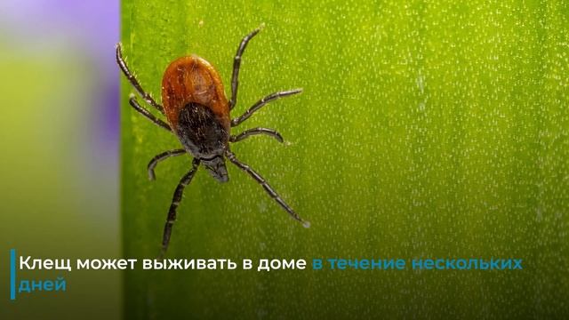 Кровожадные клещи. Факты, о которых вы не знали смотреть онлайн