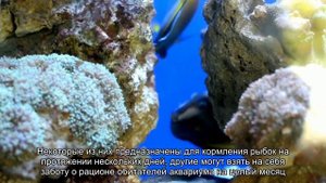 Автокормушка для рыб на время отпуска
