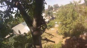 Арбористика в Кыргызстане